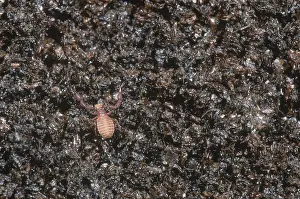 Arachnid Wildlife Impressions: Pseudoscorpion