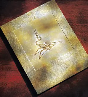 Jurassic Period Fossils Impressions: Pterodactylus Elegans