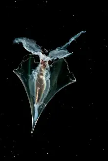 Transparent Ocean Animals Impressions: Pteropod