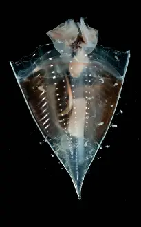 Transparent Ocean Animals Impressions: Pteropod