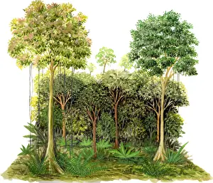 Rainforest Plant Life Impressions: Rainforest