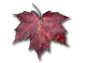 Red Maple Leaf Impressions: Red Maple Leaf