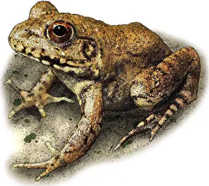 Wildlife Art Prints Impressions: River Frog