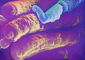 Scanning Electron Microscope SEM Impressions: Rods and Cones, under a microscope (SEM)
