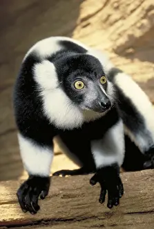 Primate Animals Impressions: Ruffed Lemur