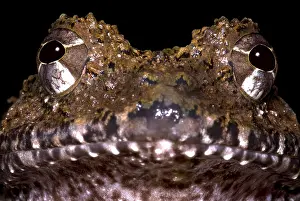 Central American Frogs Impressions: Rusty Robber Frog