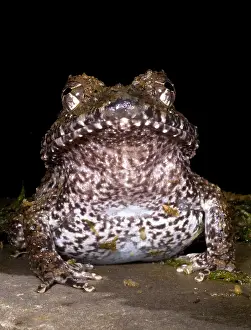 Costa Rican Wildlife Impressions: Rusty Robber Frog