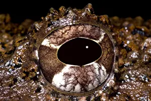 Amphibian Conservation Impressions: Rusty Robber Frog