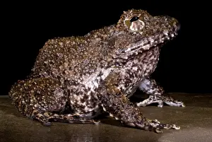 Costa Rican Wildlife Impressions: Rusty Robber Frog
