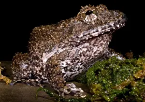 Costa Rican Wildlife Impressions: Rusty Robber Frog