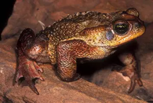 Brazilian Wildlife Images Impressions: Rusty Toad