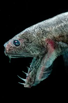 Deep Sea Fish Impressions: Sabertooth (Odontostomops normalops)