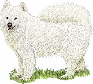 Samoyed Breed Impressions: Samoyed