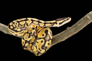 Ball Python Impressions: Ball Python (Python regius)