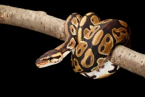 Ball Python Impressions: Ball Python (Python regius)