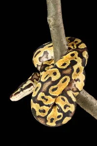 African Reptiles Impressions: Ball Python (Python regius)