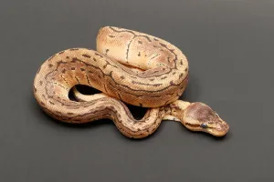 Ball Python Impressions: Ball Python (Python regius)