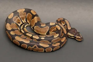 Ball Python Impressions: Ball Python (Python regius)