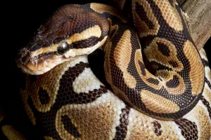 Constrictor Snakes Impressions: Ball Python (Python regius)