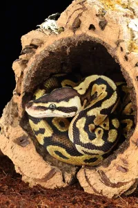 African Reptile Species Impressions: Ball Python (Python regius)