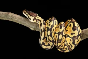 Ball Python Impressions: Ball Python (Python regius)