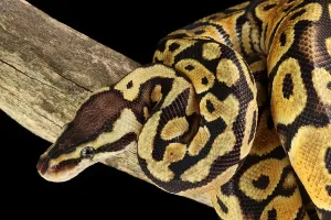 African Wildlife Animals Impressions: Ball Python (Python regius)