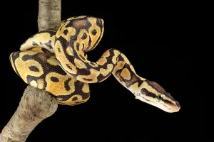 Ball Python Impressions: Ball Python (Python regius)