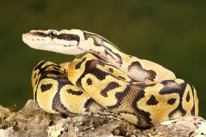 African Reptiles Impressions: Ball Python (Python regius)