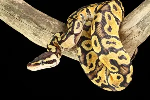 Ball Python Impressions: Ball Python (Python regius)