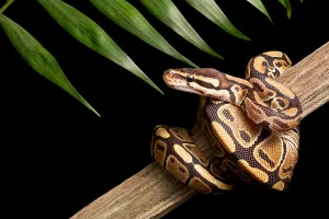 Constrictor Snake Impressions: Ball Python (Python regius) on branch