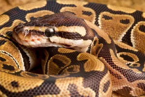 Ball Python Impressions: Ball Python (Python regius) close up