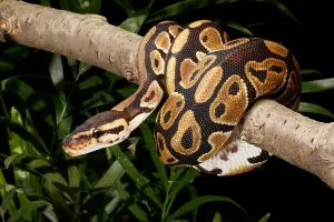 Ball Python Impressions: Ball Python, Python Regius, Wrapped Around a Branch