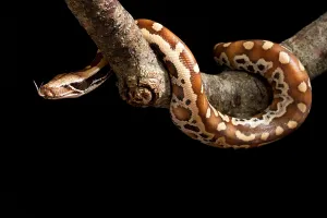 Asian Reptiles Impressions: Blood python (Python brongersmai) on branch