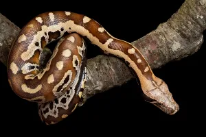Asian Reptiles Impressions: Blood python (Python brongersmai) on branch
