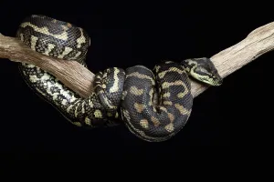 Snake Species Impressions: Carpet Python