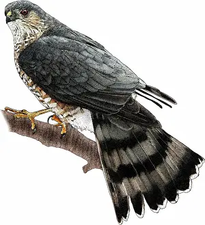 Wildlife Illustrations Impressions: Sharp-shinned Hawk