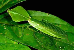 Peruvian Wildlife Impressions: Shield Mantis