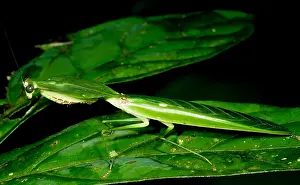 Tropical Forest Wildlife Impressions: Shield Mantis