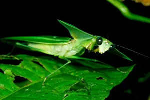 Peruvian Wildlife Impressions: Shield Mantis