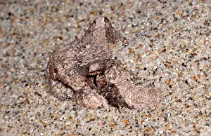 Vertebrate Wildlife Photos Impressions: Sidewinder
