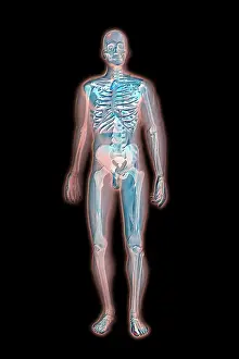 Human Skeleton Illustration Impressions: Skeleton