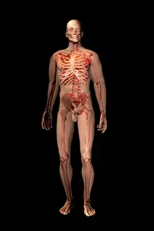 Human Skeleton Illustration Impressions: Skeleton