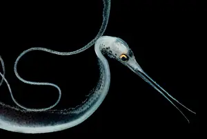 Tropical Ocean Fish Impressions: Slender Snipe Eel
