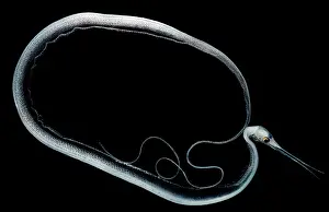 Tropical Ocean Fish Impressions: Slender Snipe Eel