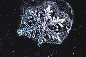 Winter Weather Patterns Impressions: Snowflake
