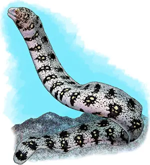 Marine Life Illustration Impressions: Snowflake Moray Eel