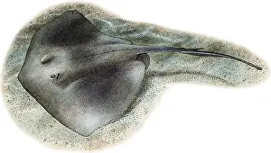 Marine Life Illustrations Impressions: Southern Stringray