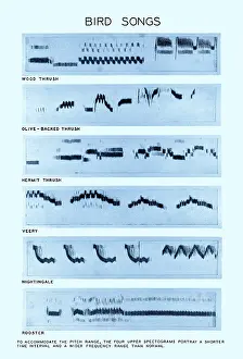 Impression encadrée : Spectrogramme des Chants d'Oiseaux. Impression encadrée : Spectrogramme des Chants d'Oiseaux.