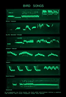 Impression encadrée : Spectrogramme des Chants d'Oiseaux Impression encadrée : Spectrogramme des Chants d'Oiseaux