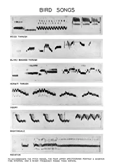 Impression encadrée : Spectrograms